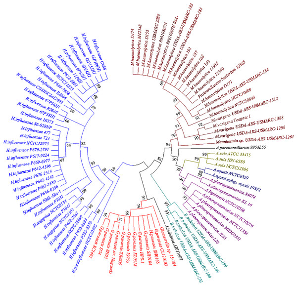 Neighbor-joining phylogenetic tree based on bcr gene sequences obtained from the current study and downloaded from NCBI.