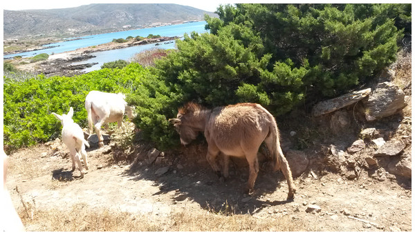 Asinara (jenny with foal) and Sardo (jenny) donkeys in the natural Mediterranean maquis of Asinara Park.