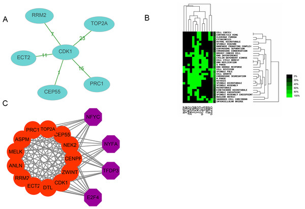 Interactions, enrichment and transcription factor analysis of 13 hubgenes.