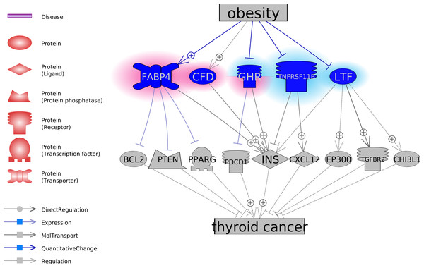 The potential pathways connecting the five obesity-regulated genes and thyroid cancer.