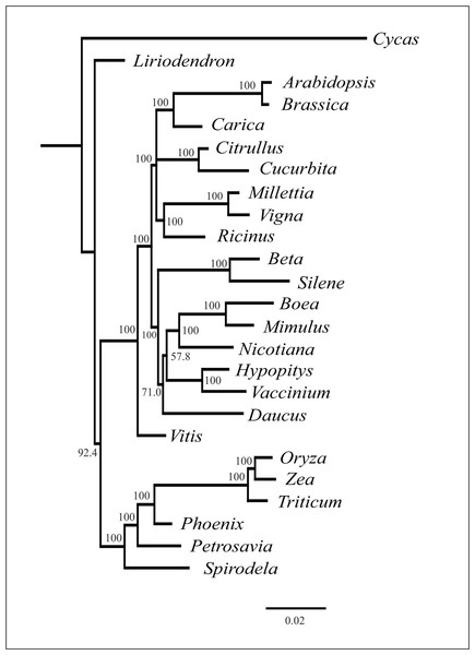 Phylogenetic tree based on the maximum likelihood analysis of nucleotide sequences of the 20 genes set.