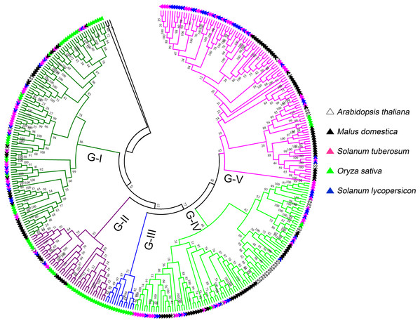Phylogenetic analysis of G-type LecRLKs from five different plants.