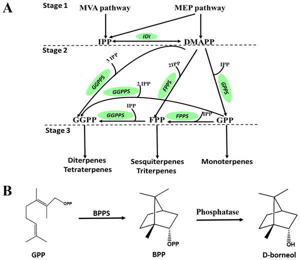 Biosynthetic pathway of terpenes and biosynthetic steps from BPP to D-borneol.