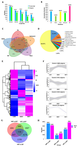 Transcriptome assembly, annotation results and identification of the DEGs among C. burmanni with different borneol content.