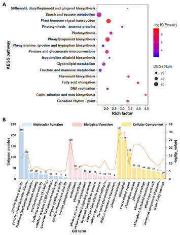 Mining Of Candidate Genes Involved In The Biosynthesis Of ...