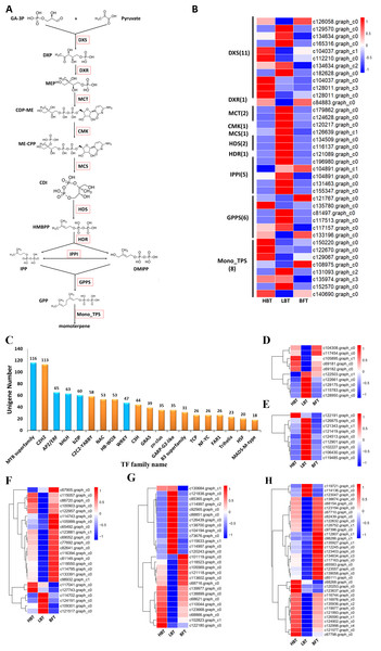 Genes related to the monoterpenoid biosynthesis pathways in C. burmanni and Candidate transcriptional factors analysis.