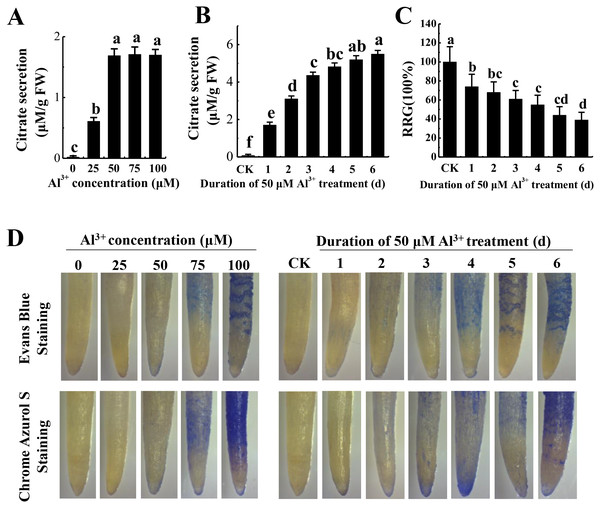Effect of Al3+ treatment on seedling roots of TBS.