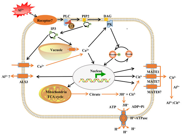 Model illustrating putative aluminum mediated signal transduction and transcriptional regulation pathways in TBS.
