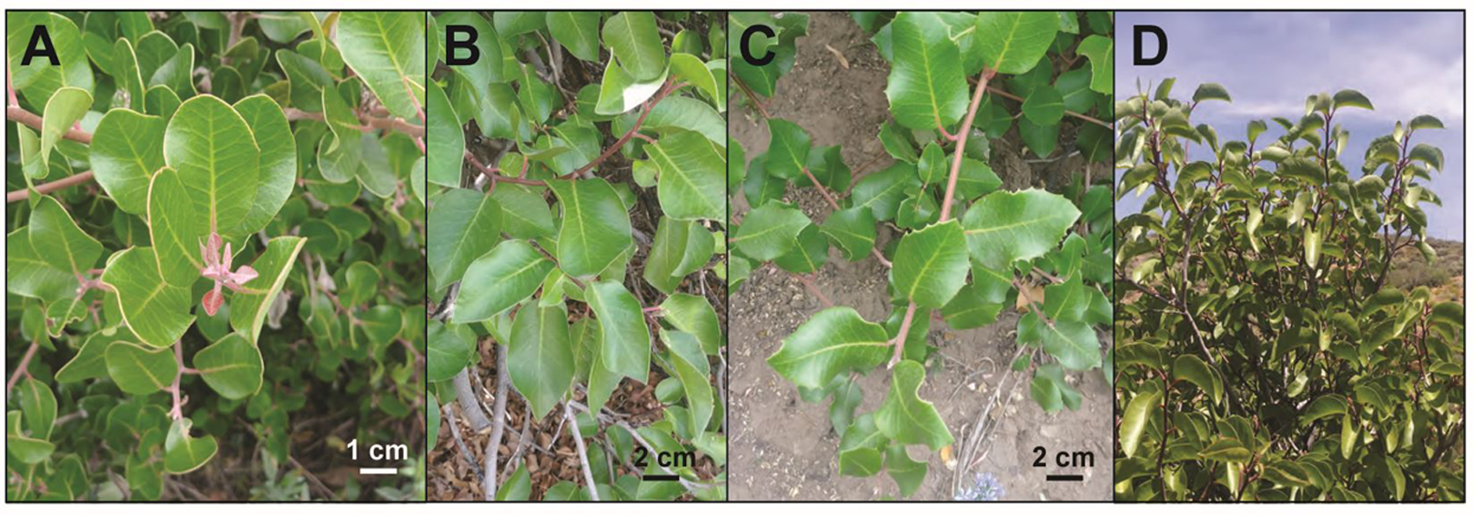 Plastid genomes of the North American Rhus integrifolia-ovata complex ...