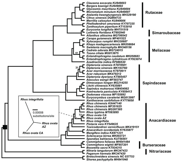 Plastid phylogenetic tree of Sapindales.