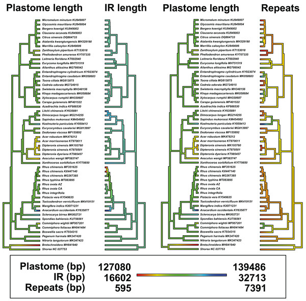 Ancestral state reconstructions of total plastome length, length of the inverted repeat (IR), and tandem repeat content.
