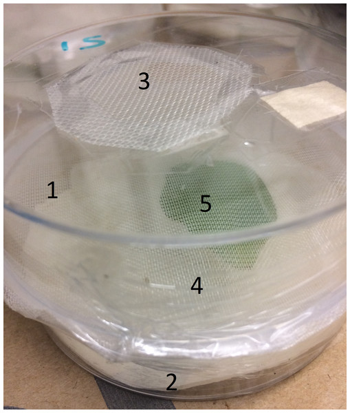 Experimental set up: (1) top Petri dish, (2) bottom Petri dish, (3) hole for aphid introduction, (4) mesh between dishes, (5) Eppendorf tube and leaflet.