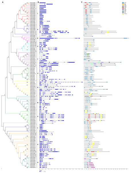 Phylogenetic and structural analysis of the PbC3H family genes.