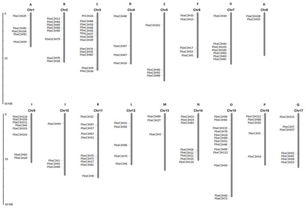 Chromosomal distributions of C3H genes.