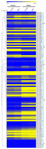 Expression patterns of C3H genes under salt stress in leaves and roots.