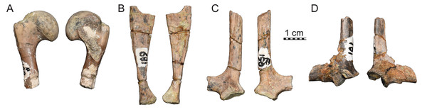 ISI R187, Kurmademydini indet., Maharashtra, India, Lameta Formation, Late Cretaceous (Maastrichtian).