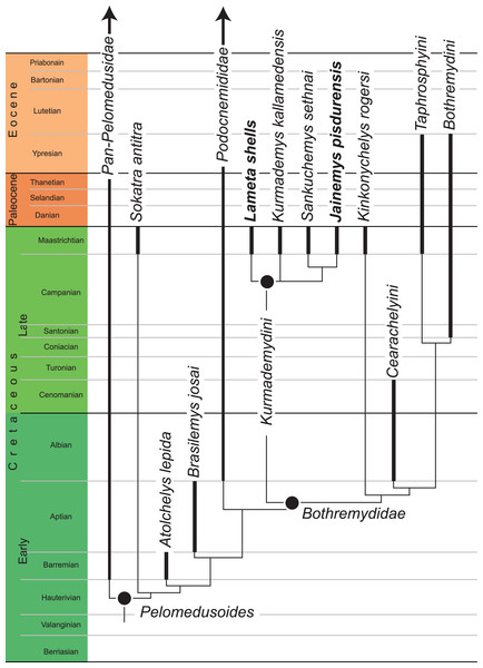 A time-calibrated summary of the strict consensus cladograms retrieved from the phylogenetic analysis.
