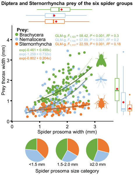 Relationship between spider and prey size (prosoma and thorax widths, jittered, N = 352) for the arboreal hunting spider groups and their main prey taxa, Brachycera, Nematocera and Sternorrhyncha.