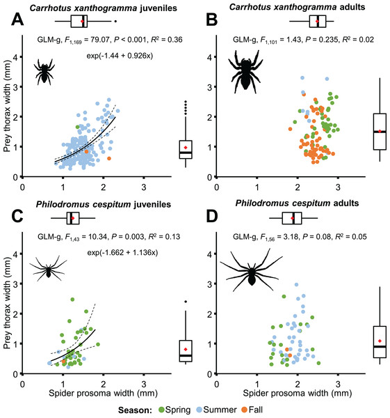 Relationship between spider prosoma and prey thorax widths (jittered) for juveniles and adults of Carrhotus xanthogramma (A and B) and Philodromus cespitum (C and D).