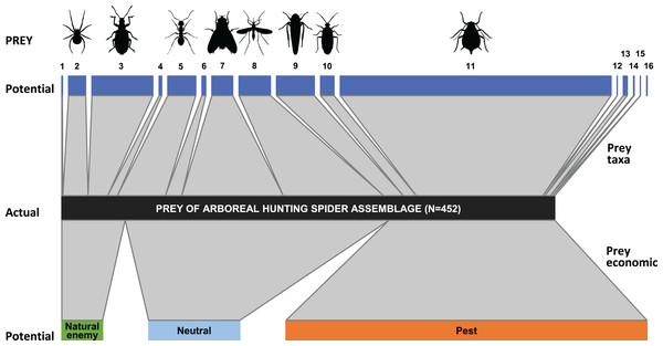 Trophic link structure for the arboreal hunting spider assemblage (middle bar) and its prey (upper and lower bars) at Újfehértó, Hungary, 2016–2017.