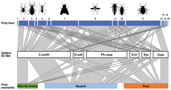 Trophic interactions between the most abundant hunting spider groups and the arthropod community in the canopy of apple trees.