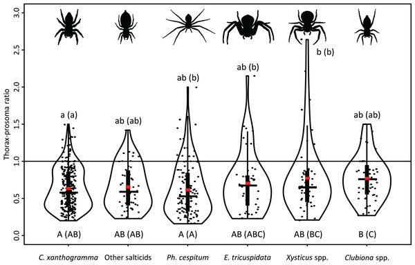 Prey-spider (prey thorax vs. spider prosoma) size ratios (jittered) for the arboreal hunting spider groups.