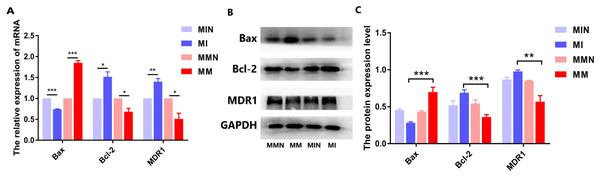 The effects of the miR-145 expression on the expression levels of the Bax, Bcl-2 and MDR1 proteins in CEM-C1 cells.