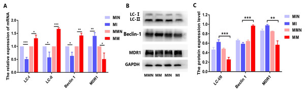 Effects of miR-145 on LC-I, LC-II, Beclin 1, MDR1 gene and protein expression in each group.