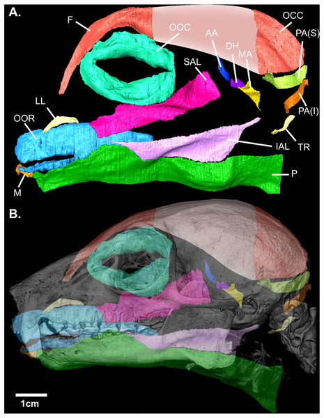 (A) Digital rendering of the mimetic muscles of Eulemur flavifrons, derived from a contrast-enhanced face mask. (B) superimposition of the mimetic muscles onto the bony facial skeleton.