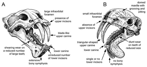 Comparison of sabre-tooth skull morphologies.