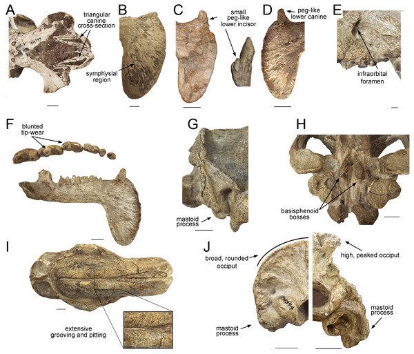 Craniodental details of Thylacosmilus atrox.
