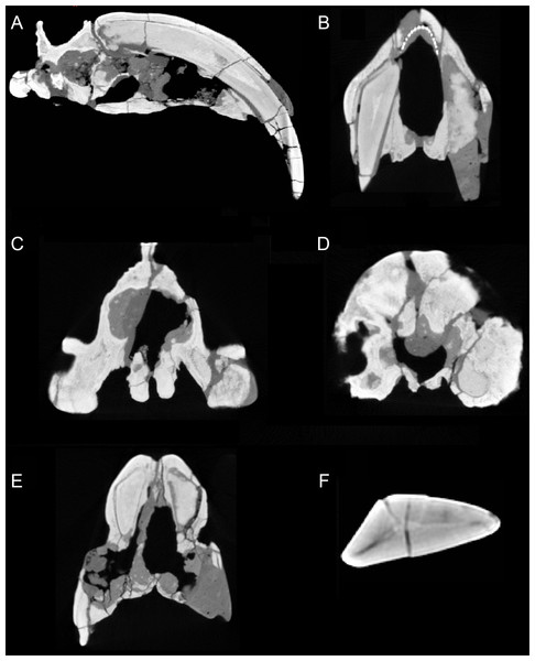 Sections through the cranium of Thylacosmilus atrox (CT scan of the holotype specimen, FMNH PP14531).