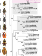 Hiding in plain sight: DNA barcoding suggests cryptic species in all ...