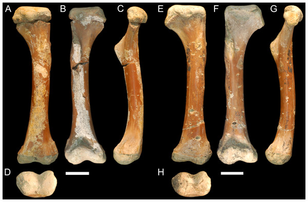 Fossil mekosuchine crocodile specimens from the Australian Eocene Murgon locality used in study.