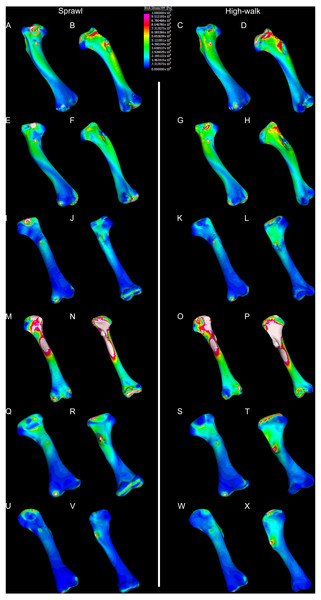 Results of finite element analysis used to assess how different loading conditions (sprawl, high-walk) affect the patterning of stress engendered by the humerus.