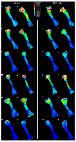 Results of finite element analysis used to assess how different loading conditions (sprawl, high-walk) affect the patterning of stress engendered by the humerus under gravity only.