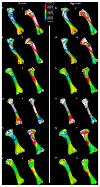 Compression and tension results of finite element analysis.