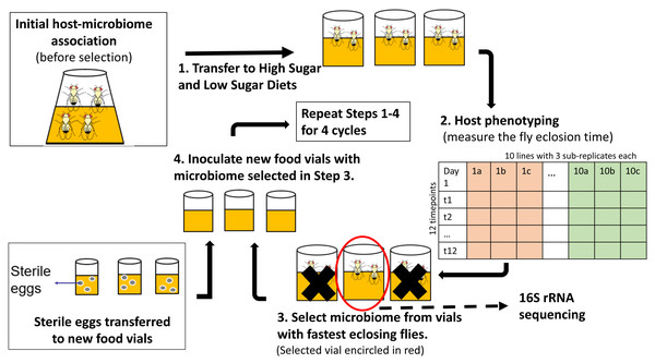 Schematic of experimental design for indirect selection of trait-associated microbiome in fruit flies.
