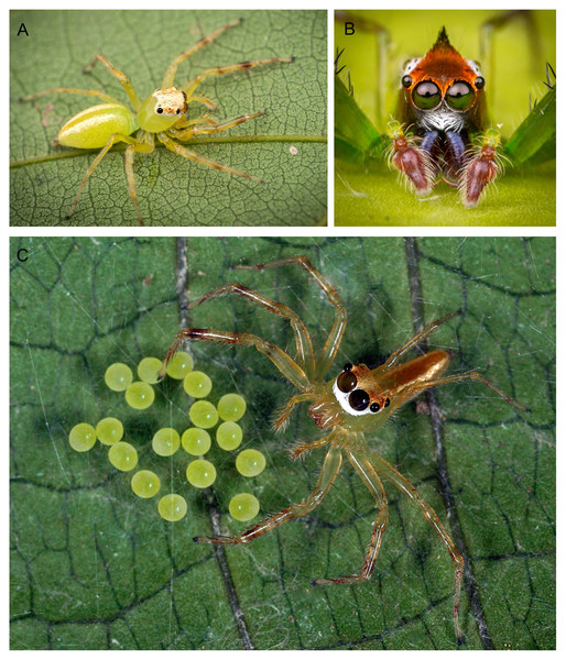 Epeus sp.—live specimens.