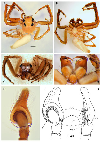 Epeus daiqini sp. nov. (male holotype).