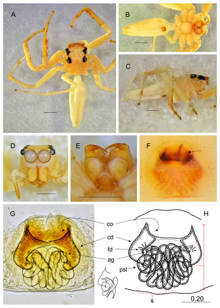 Epeus daiqini sp. nov. (female paratype).