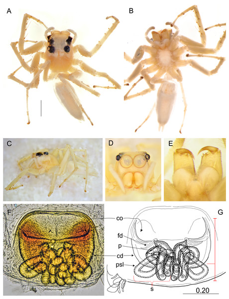 Epeus pallidus sp. nov. (female holotype).