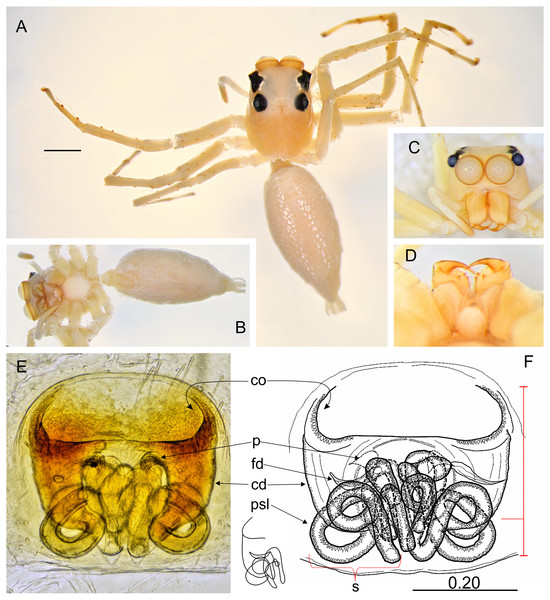 Epeus szirakii sp. nov. (female holotype).