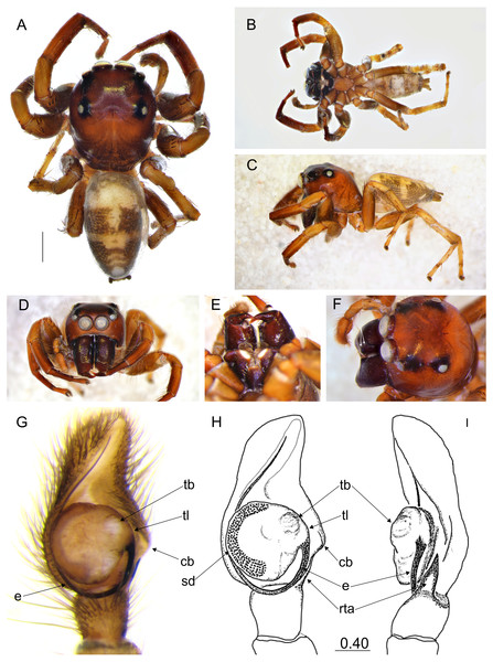 Ptocasius metzneri sp. nov. (male holotype).