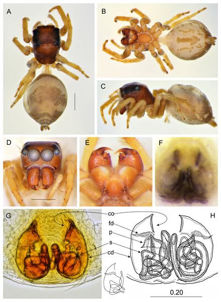 Ptocasius metzneri sp. nov. (female paratype).