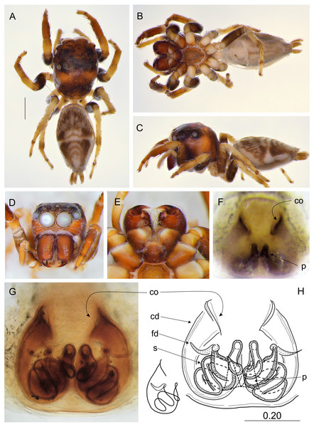 Ptocasius sakaerat sp. nov. (female holotype).