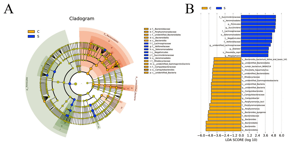 Effects Of Supplementary Feeding On The Rumen Morphology And Bacterial Diversity In Lambs Peerj