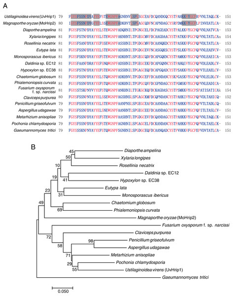 Conversation and similarity analysis of UvHrip1 with known fungal pathogen proteins.