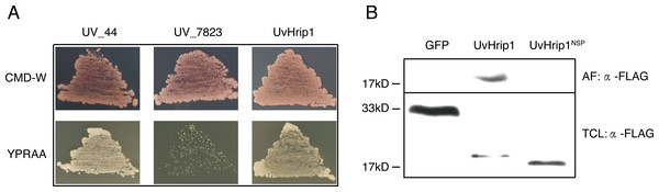 The signal peptide (SP) of UvHrip1 is functional.