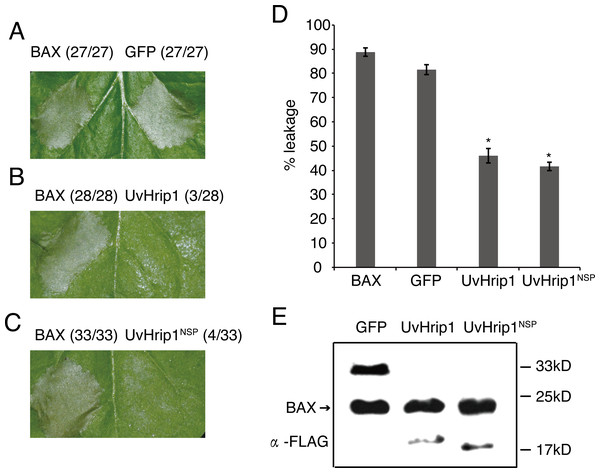UvHrip1 suppresses BAX-triggered cell death in Nicotiana benthamiana.